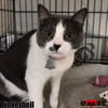 adoptable Cat in , TN named Tinkerbell