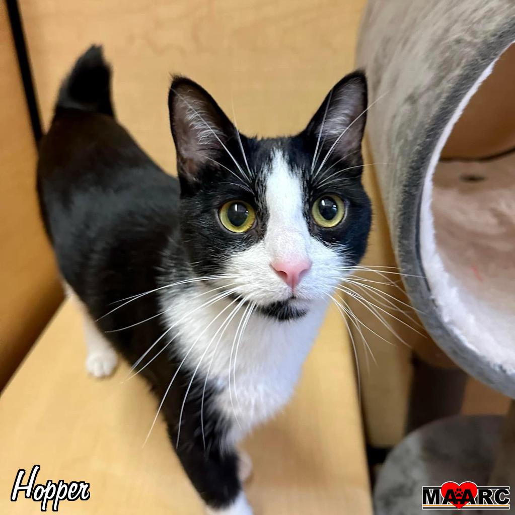 adoptable Cat in Maryville, TN named Hopper