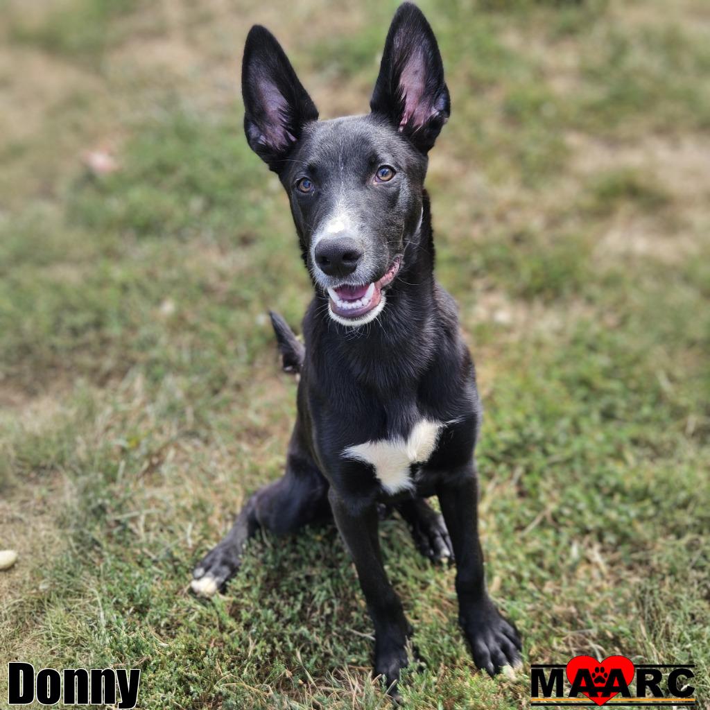 adoptable Dog in Maryville, TN named Donny