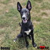 adoptable Dog in , TN named Donny