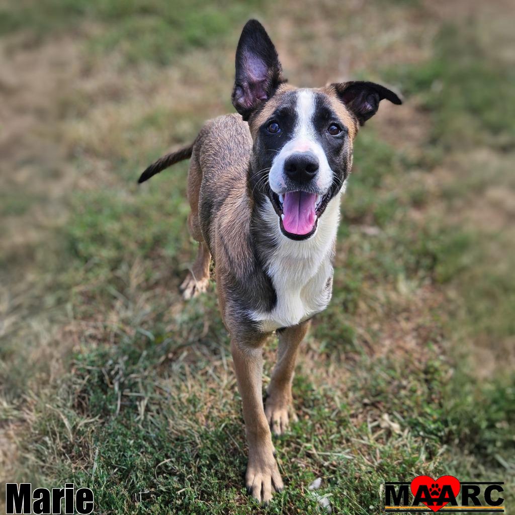 adoptable Dog in Maryville, TN named Marie