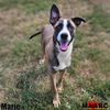 adoptable Dog in , TN named Marie