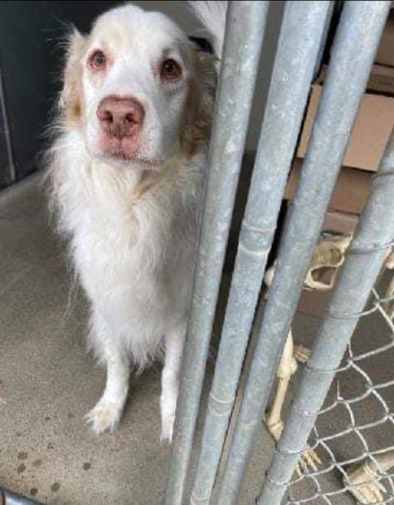 adoptable Dog in Maryville, TN named Sherlock