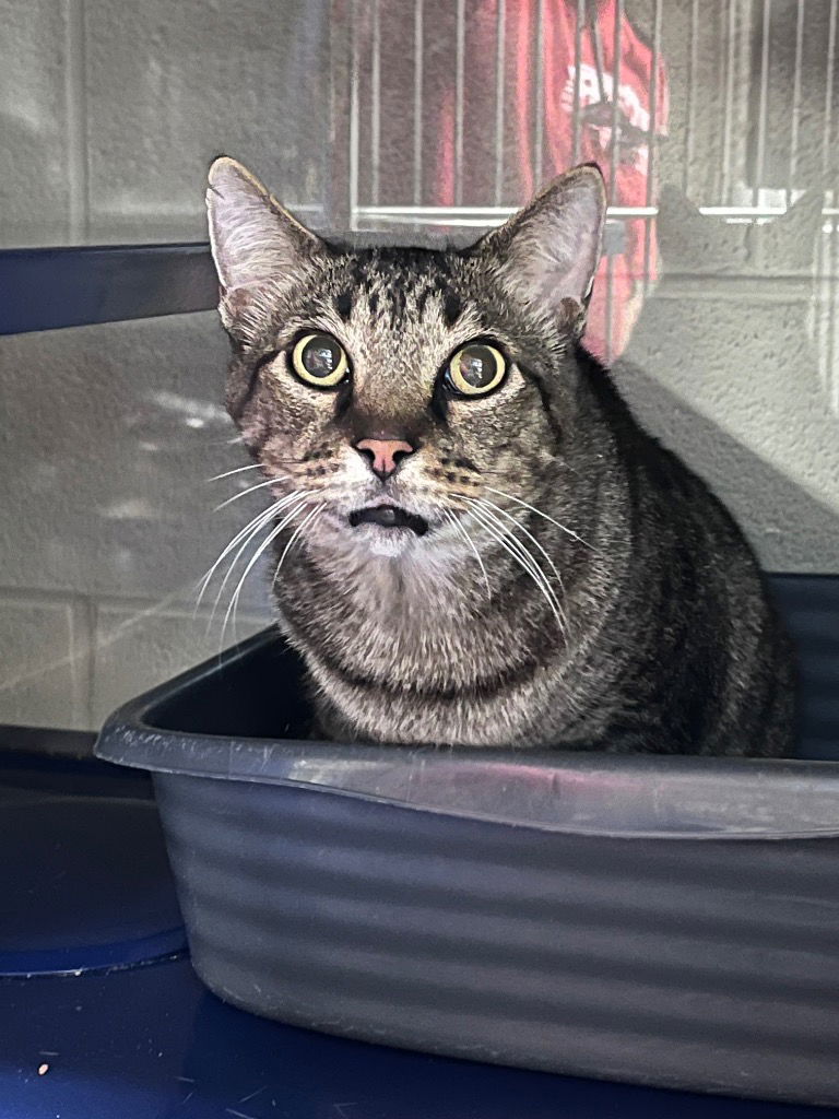 adoptable Cat in Maryville, TN named Tater