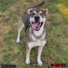 adoptable Dog in Maryville, TN named Simone