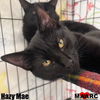 adoptable Cat in Maryville, TN named Hazy Mae