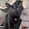 adoptable Cat in Maryville, TN named Chewy