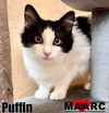 adoptable Cat in Maryville, TN named Puffin