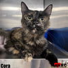 adoptable Cat in Maryville, TN named Cora