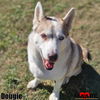 adoptable Dog in Maryville, TN named Dougie