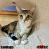 adoptable Cat in Maryville, TN named Santiago