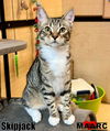 adoptable Cat in Maryville, TN named Skipjack