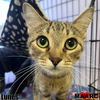 adoptable Cat in Maryville, TN named Lunes