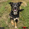 adoptable Dog in Maryville, TN named Kylie