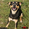 adoptable Dog in Maryville, TN named Kendall