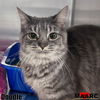 adoptable Cat in Maryville, TN named Doodle