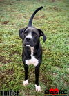 adoptable Dog in , TN named Ember