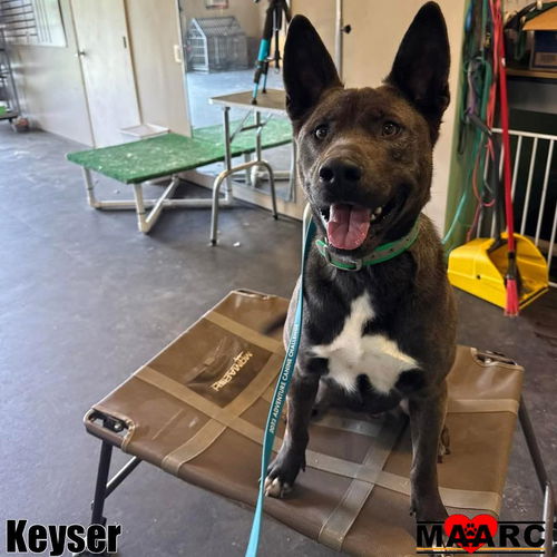 picture of the dog needing adoption