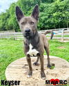 adoptable Dog in Maryville, TN named Keyser
