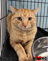 adoptable Cat in Maryville, TN named Edison