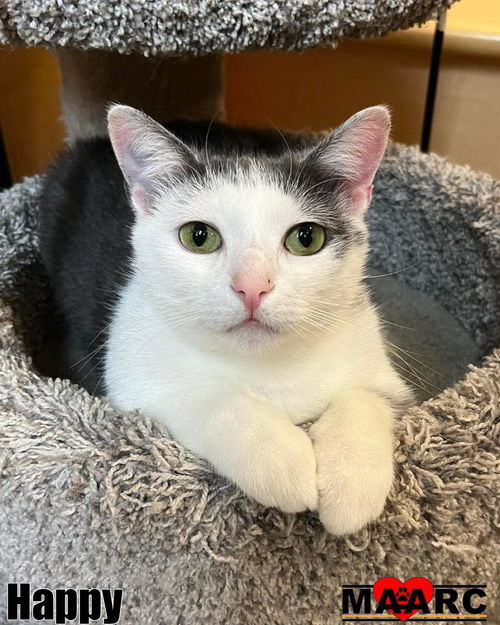 picture of the cat needing adoption