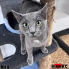 adoptable Cat in Maryville, TN named Kira