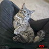 adoptable Cat in Maryville, TN named Sylvie