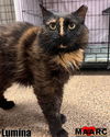 adoptable Cat in  named Lumina