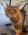 adoptable Cat in  named Tatum