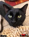 adoptable Cat in Maryville, TN named Mario