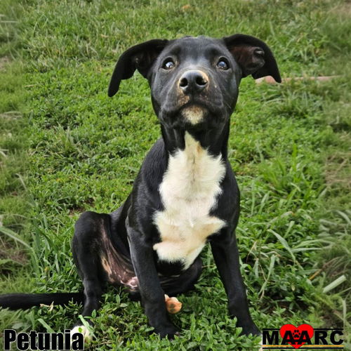 picture of the dog needing adoption