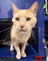 adoptable Cat in Maryville, TN named Manning