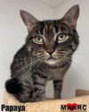adoptable Cat in Maryville, TN named Papaya