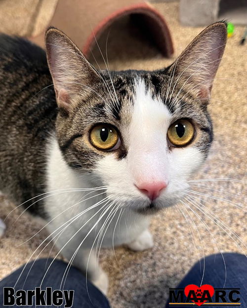 picture of the cat needing adoption