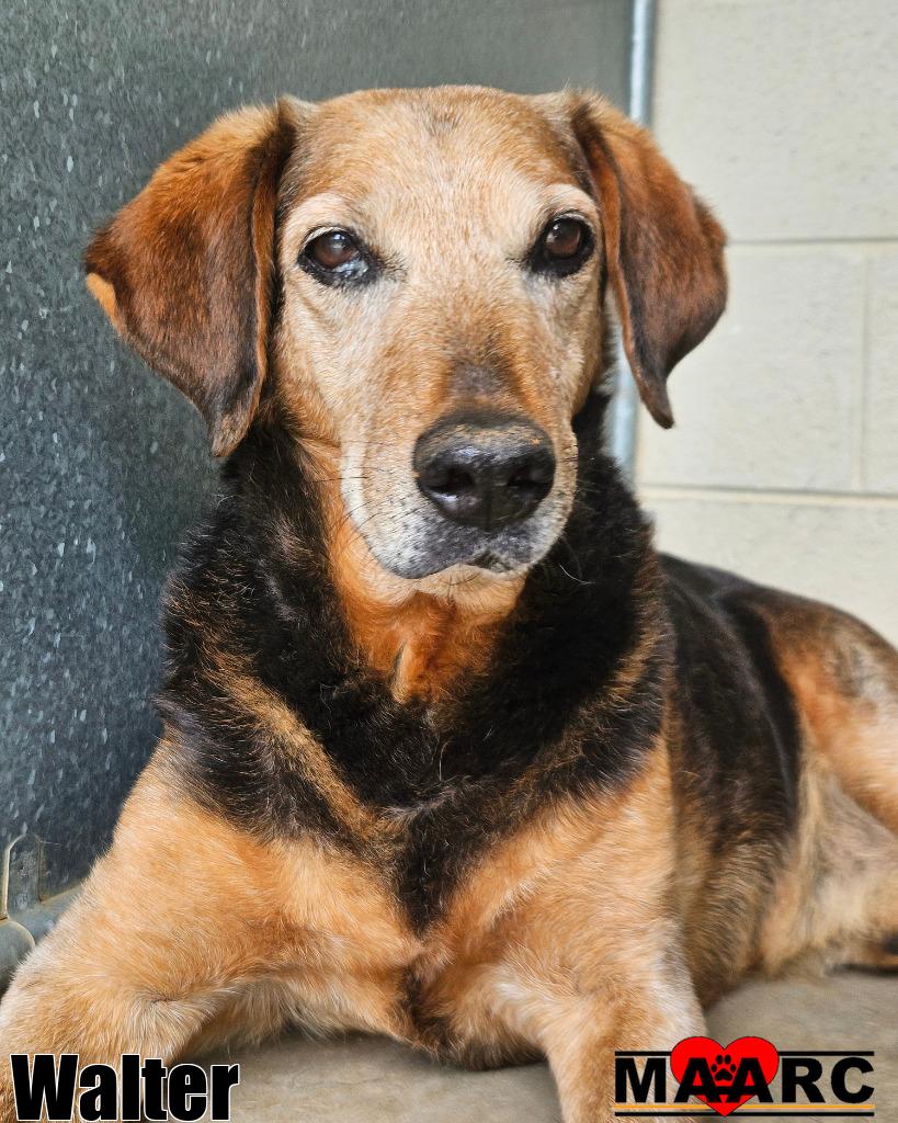 adoptable Dog in Maryville, TN named Walter