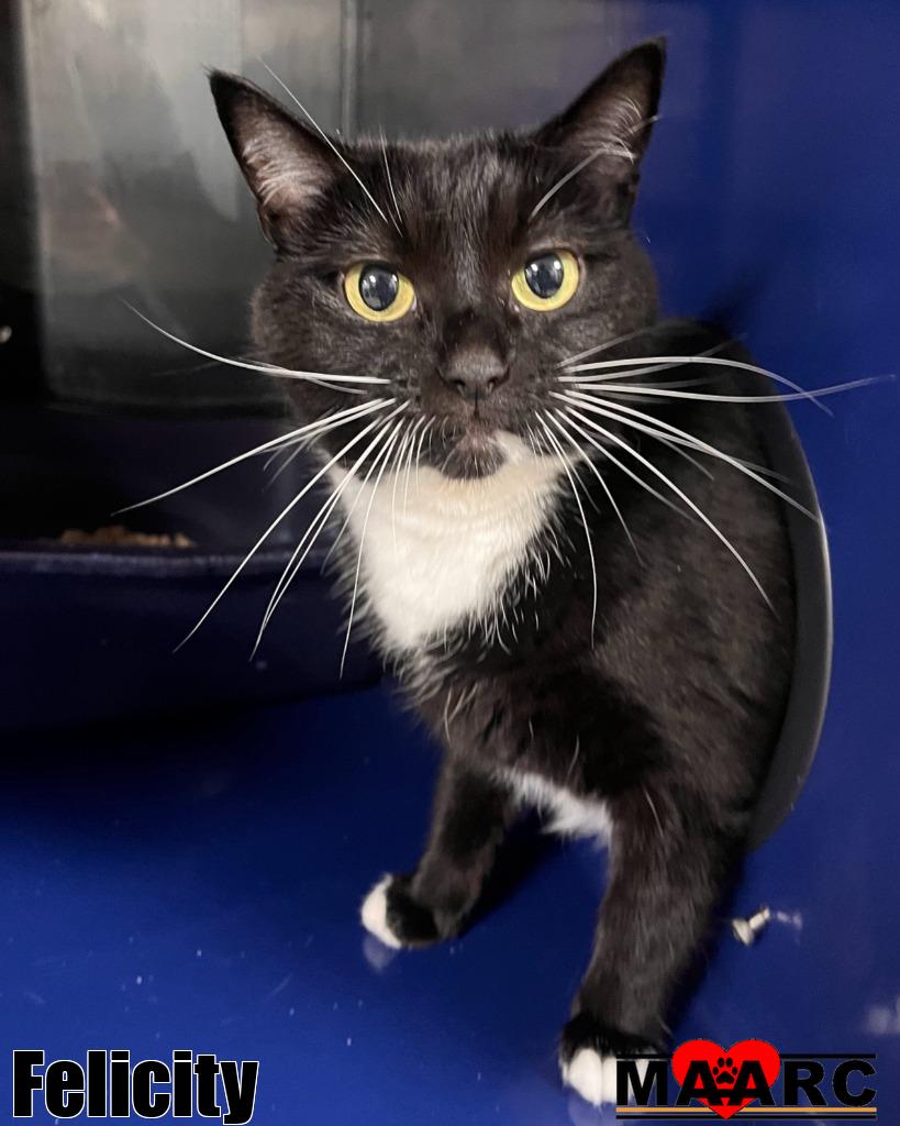 adoptable Cat in Maryville, TN named Felicity