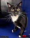 adoptable Cat in Maryville, TN named Felicity