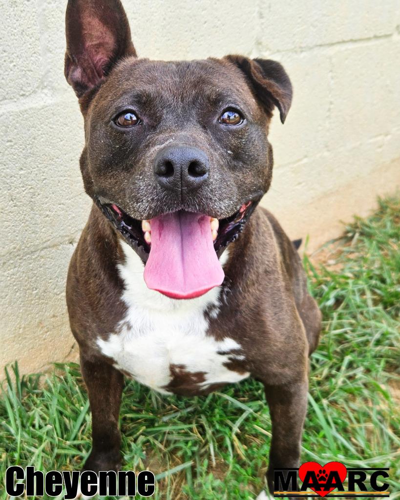 adoptable Dog in Maryville, TN named Cheyenne