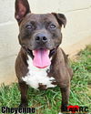 adoptable Dog in  named Cheyenne