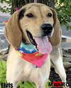 adoptable Dog in Maryville, TN named Elvis