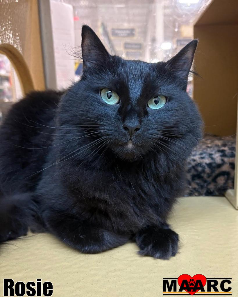 adoptable Cat in Maryville, TN named Rosie