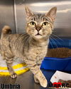 adoptable Cat in Maryville, TN named Umbria