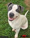 adoptable Dog in  named Ramen