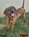 adoptable Dog in Maryville, TN named Tonya