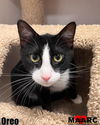 adoptable Cat in Maryville, TN named Oreo