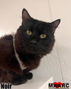 adoptable Cat in Maryville, TN named Noir