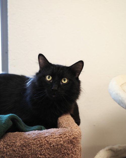 NOIR - Domestic Short Hair available for adoption