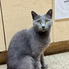 adoptable Cat in Maryville, TN named June