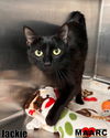 adoptable Cat in  named Jackie