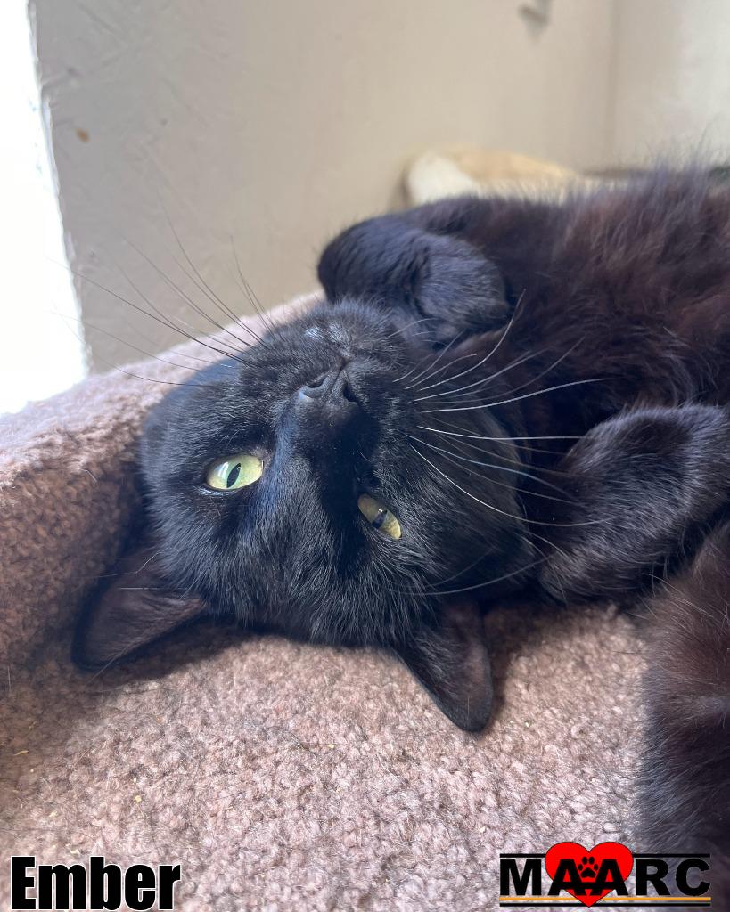 adoptable Cat in Maryville, TN named Ember